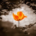 The flower is symbol for power of life and mind strength beyond grief death and sorrows. Also symbolizes healing of stress or burnout.